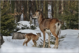 <p>MUFLON (Ovis musimon) Šluknovsko - Harta /Mouflon - Mufflon/</p>